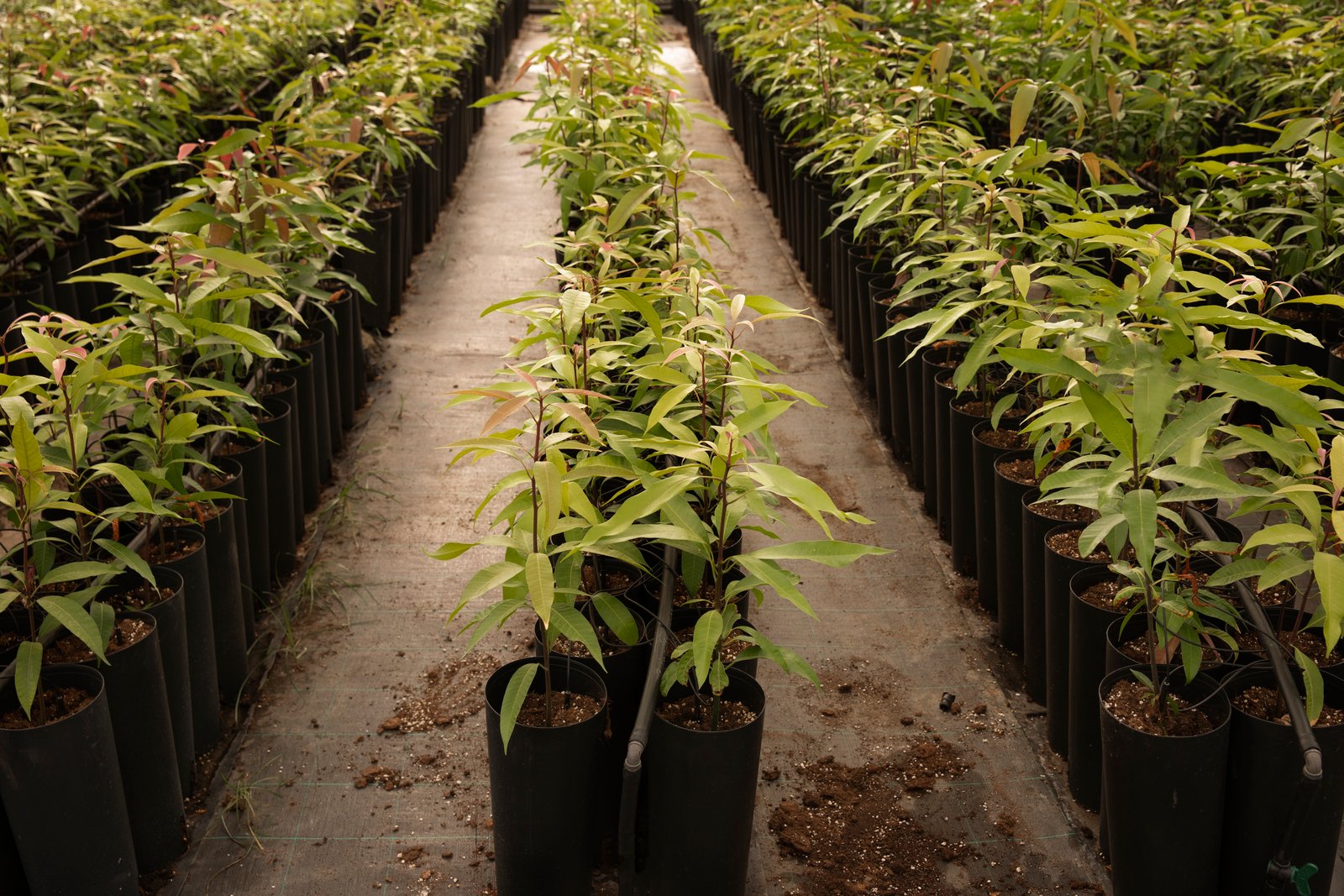 Plantation Stock